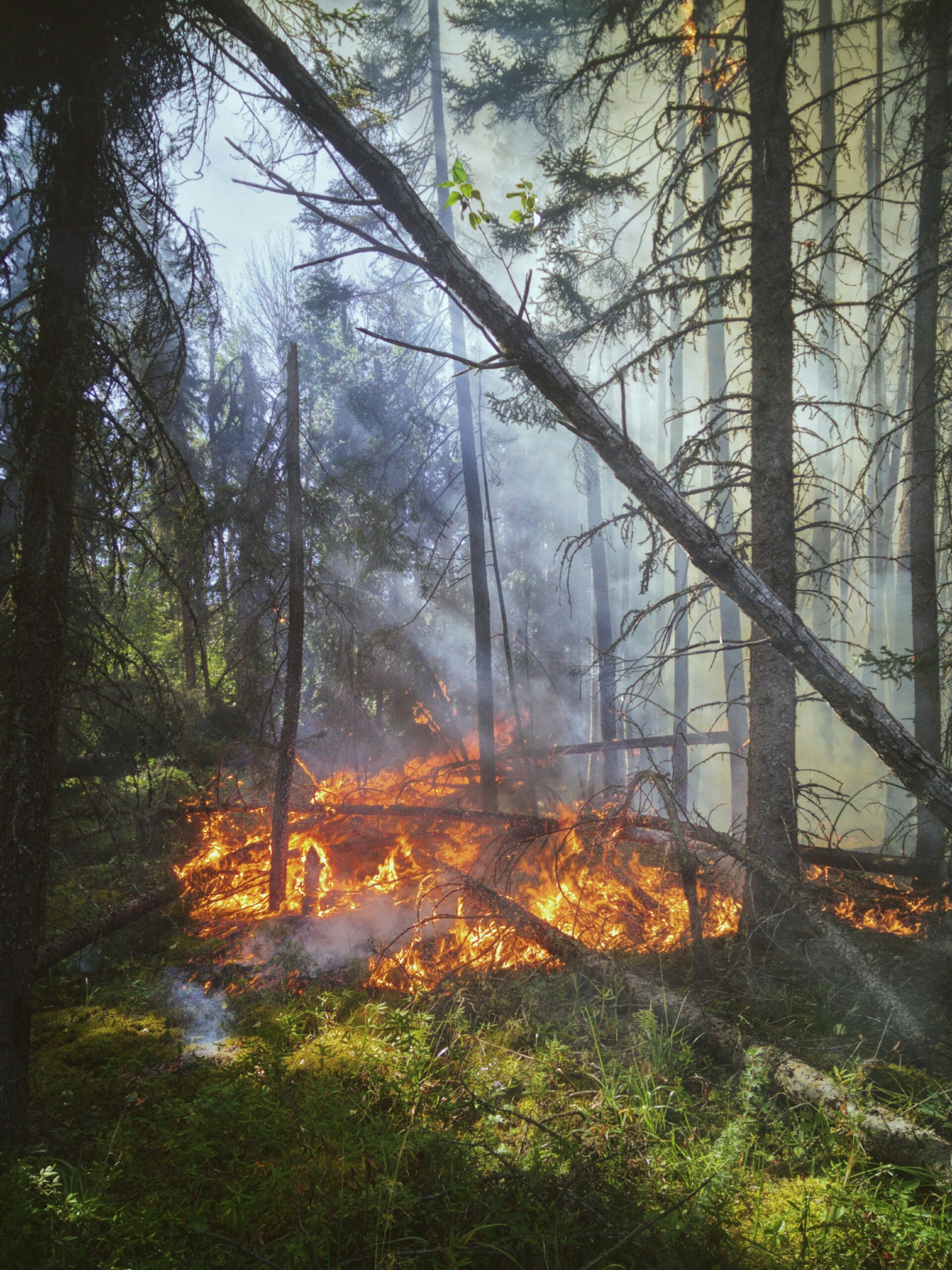 Featured image for “Inquiry into the 2026 summer fires across Victoria”